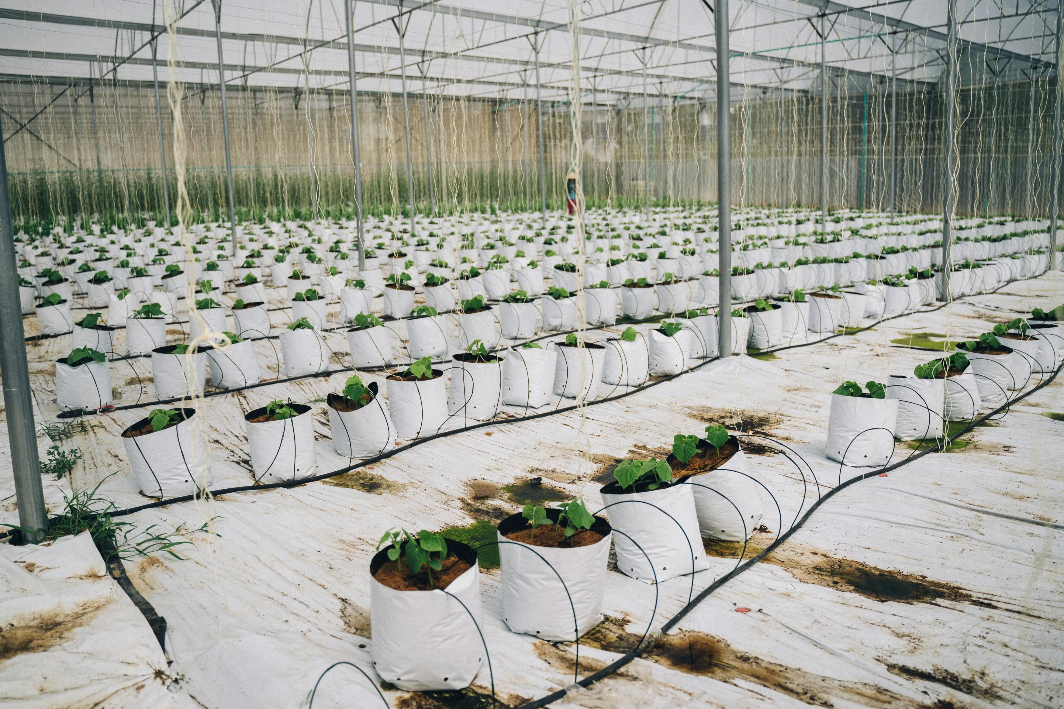Biodegradable Plant Grow Bags--A Rising Star in the Green Revolution